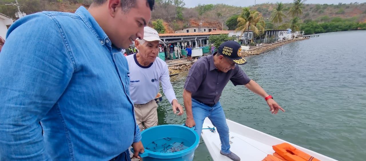 Liberación de los caballitos de mar en Venezuela.