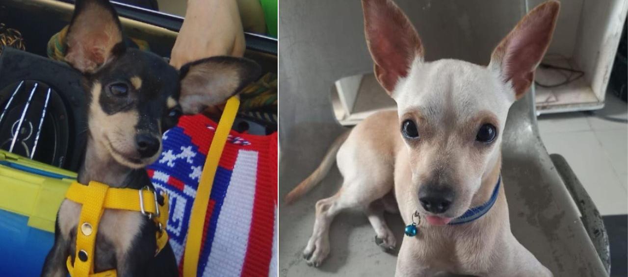 'Susi Valentina' y 'Scrappy David' están perdidos.