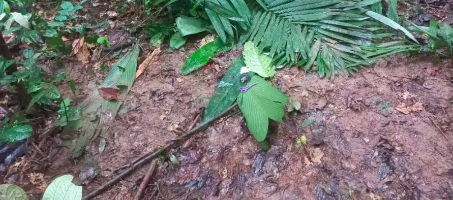 Lugar donde encontraron elementos de los niños cerca a la avioneta accidentada.