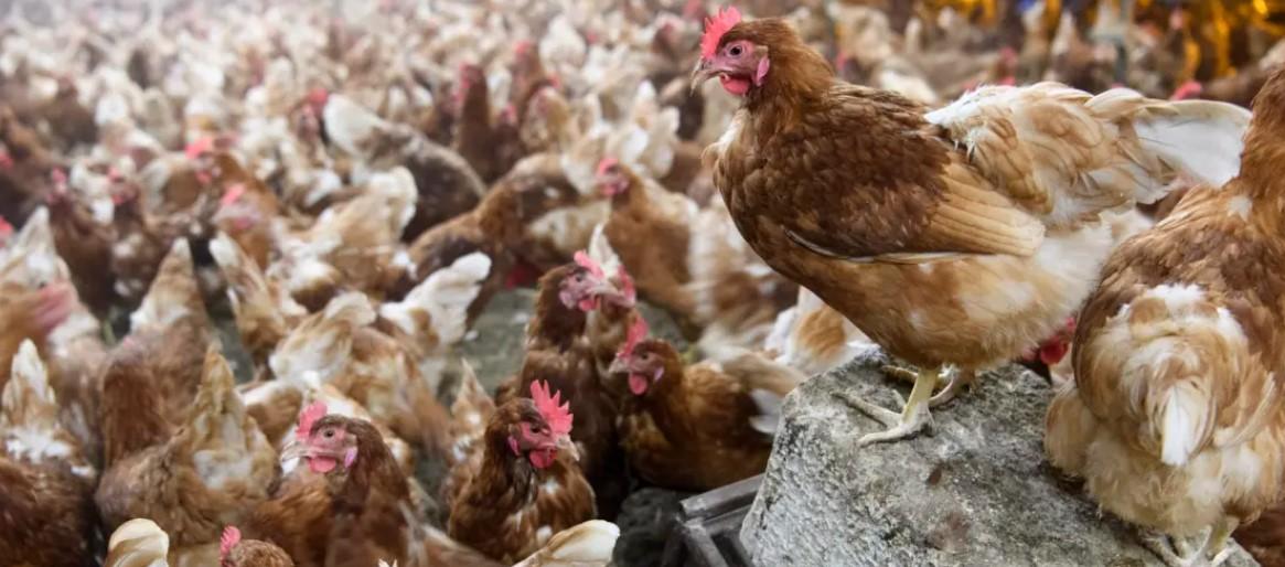 Se encuentra en "vigilancia epidemiológica en la zona".