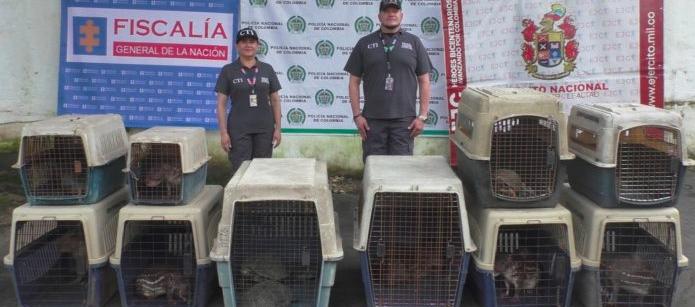 15 especies de fauna silvestre incautadas en colegio de Caquetá.