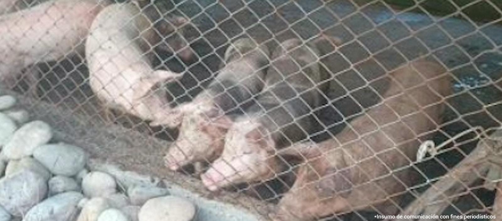 Sacrificaban ganado vacuno y porcino a gran escala sin los permisos de ley.