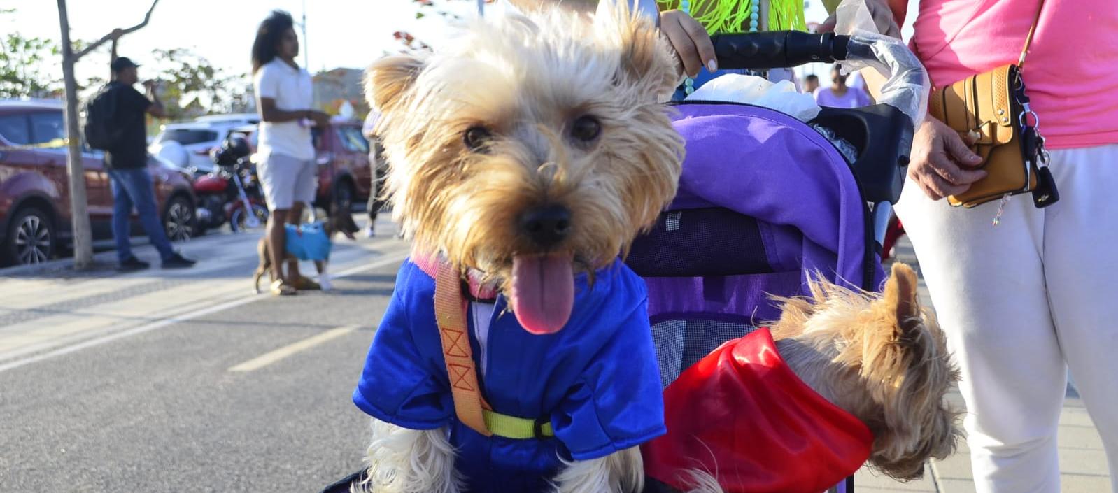 El evento será de 2:00 hasta las 6:00 p.m.