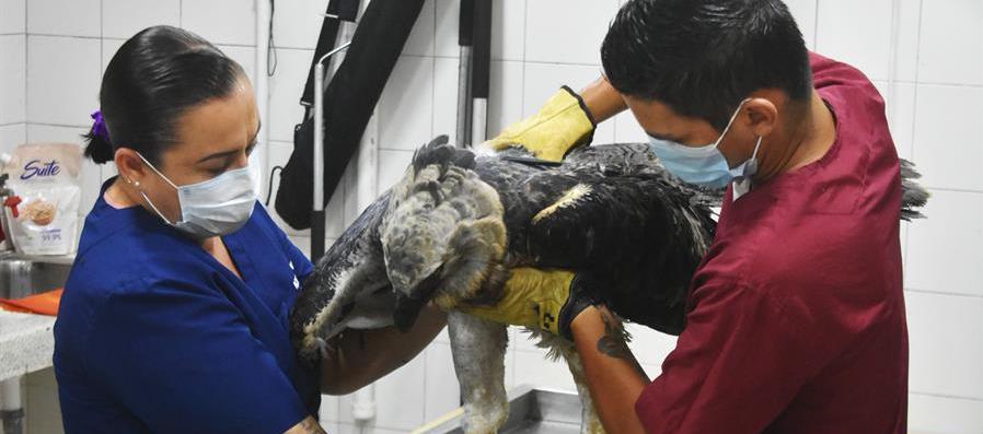 Verinarios revisan un águila arpía herida en Florencia