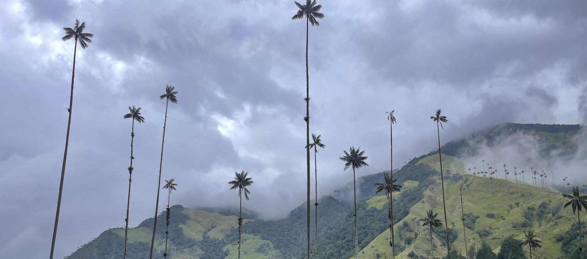 Fotografía cedida por Walt Disney World Resort donde se aprecia una vista del Valle del Cocora, en el Quindío