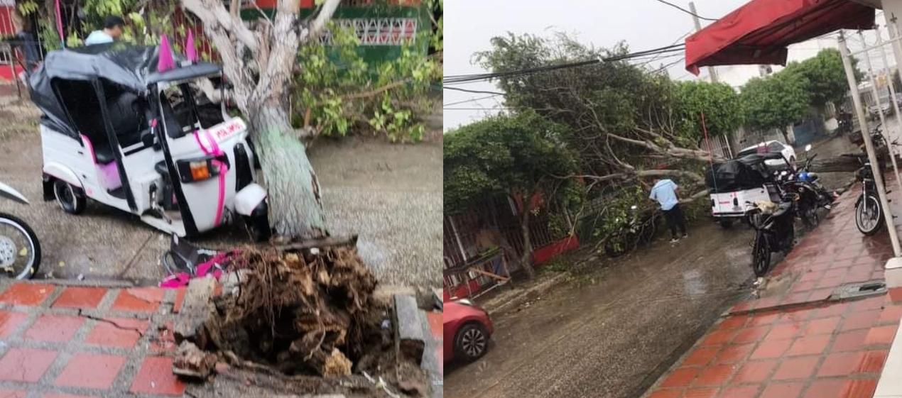 Un árbol cayó encima de un motocarro en el barrio El Concorde. 