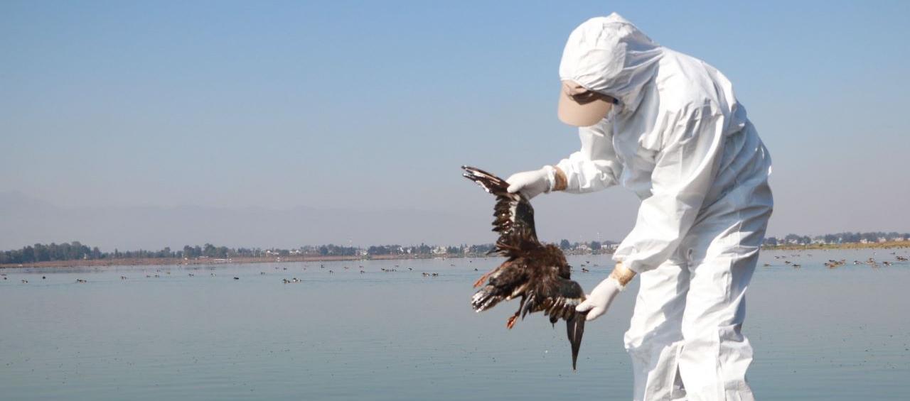 Muerte de aves marinas.
