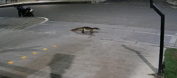 La babilla en una de las calles de Alameda del Río.
