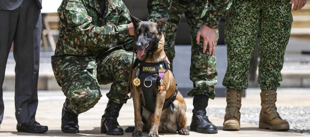 Drugia, madre del perro Wilson.