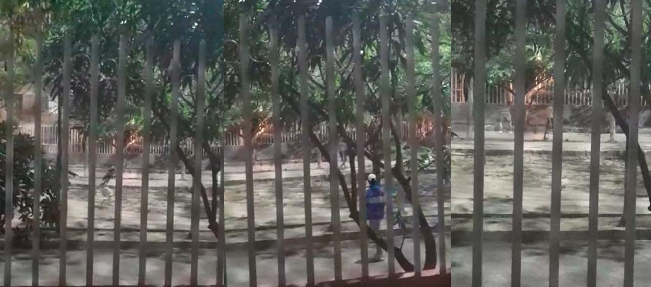 Enfrentamiento entre pandillas en Las Gardenias