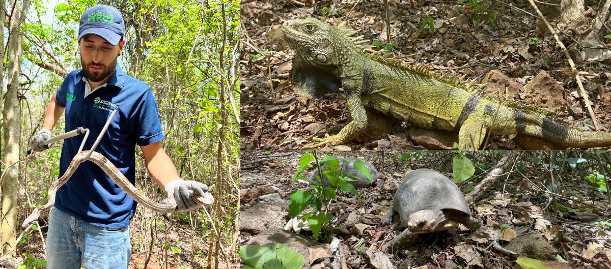 Autoridad ambiental de Barranquilla devolvió a su hábitat a animales silvestres.