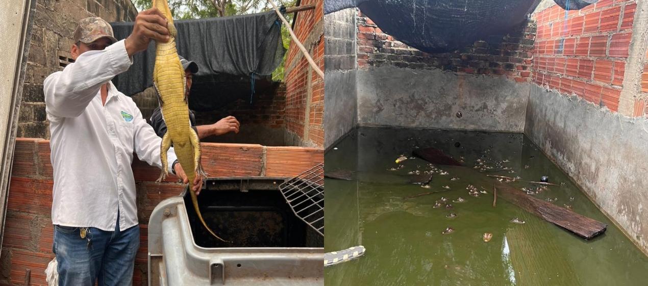 Babillas halladas en la vivienda donde se realizó el allanamiento. 