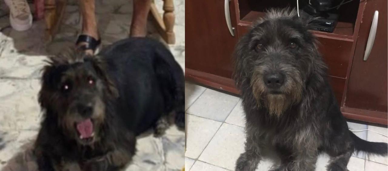 'Shaggy' se encuentra desaparecido.