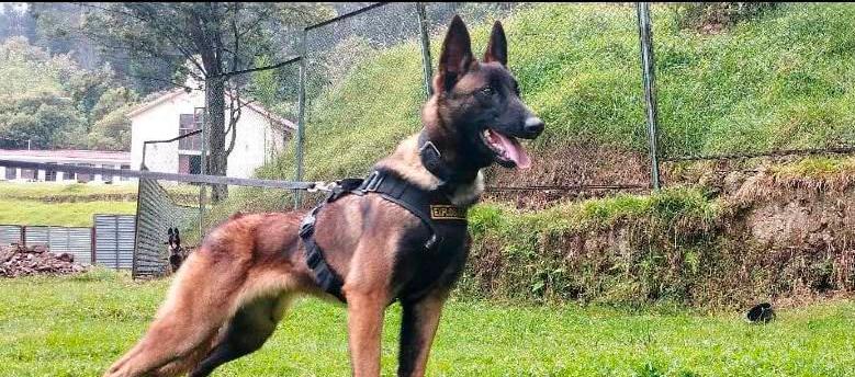 Estampa de 'Wilson' en pleno entrenamiento.