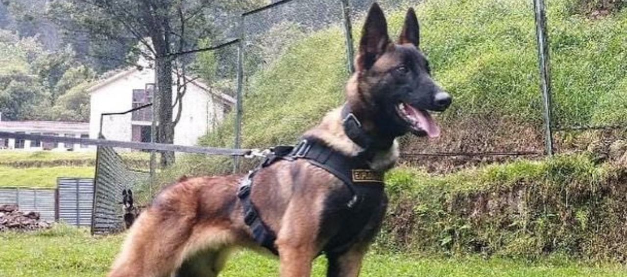 Wilson el perro desaparecido en la selva del Guaviare.