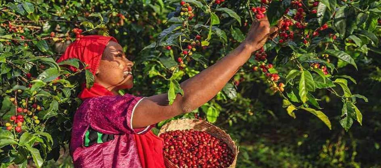 El invierno ha afectado la producción de café