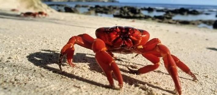 Cangrejo rojo.