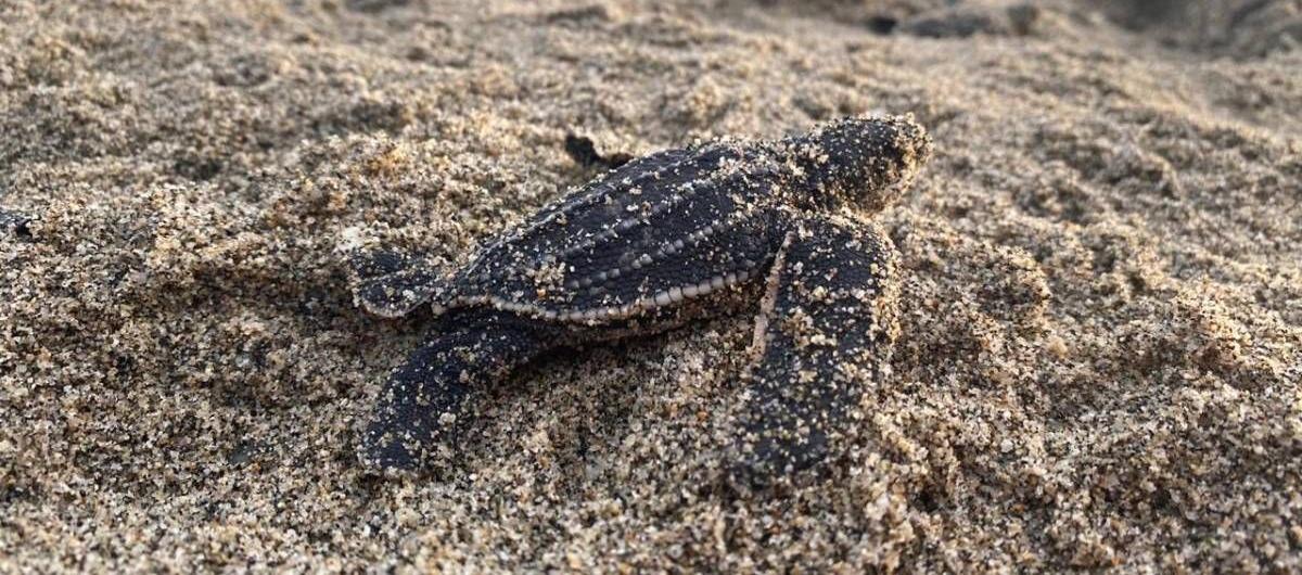 Las tortugas Laúd crecen hasta dos metros de largo y superan los 907 kilos