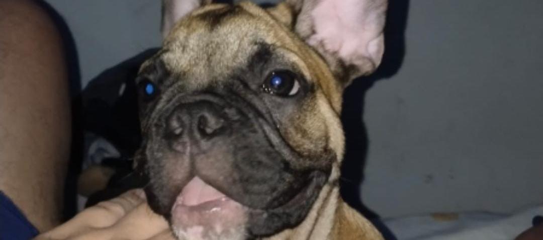 "Bolt", el bulldog francés desaparecido.