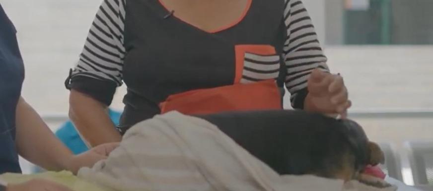 Los casos recibidos corresponden a 147 caninos y 59 felinos.