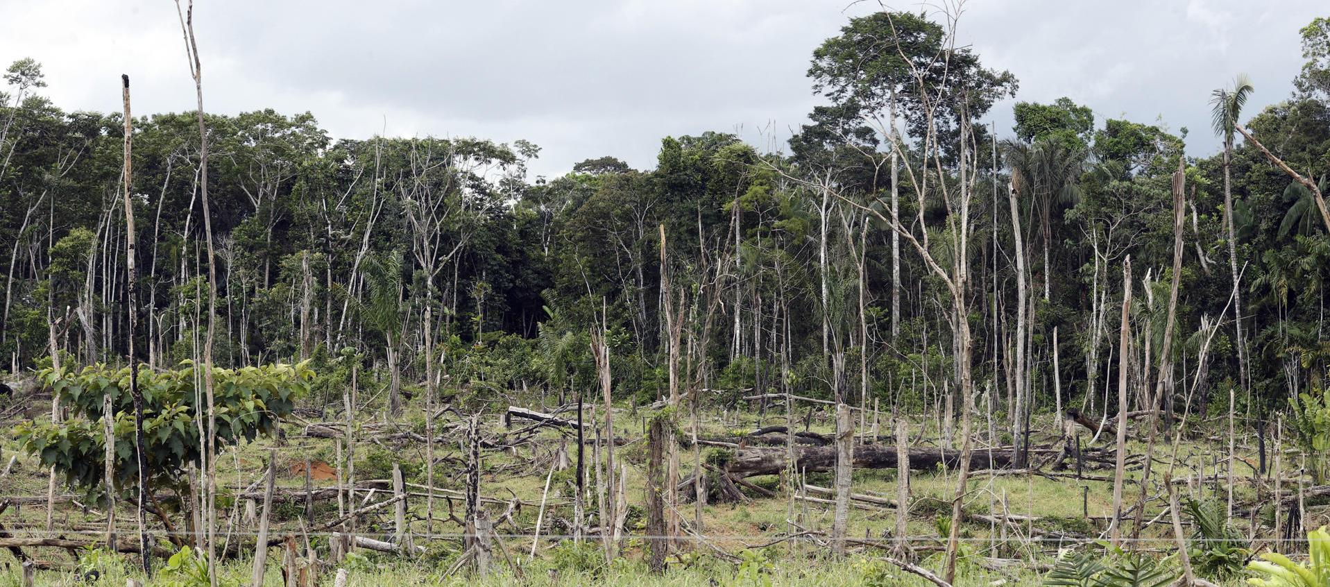 Selva amazónica deforestada.