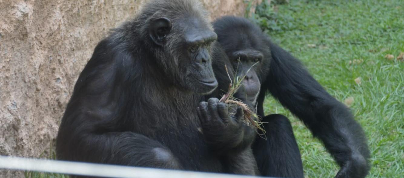 Los chimpancés 'Pancho' y 'Chita'