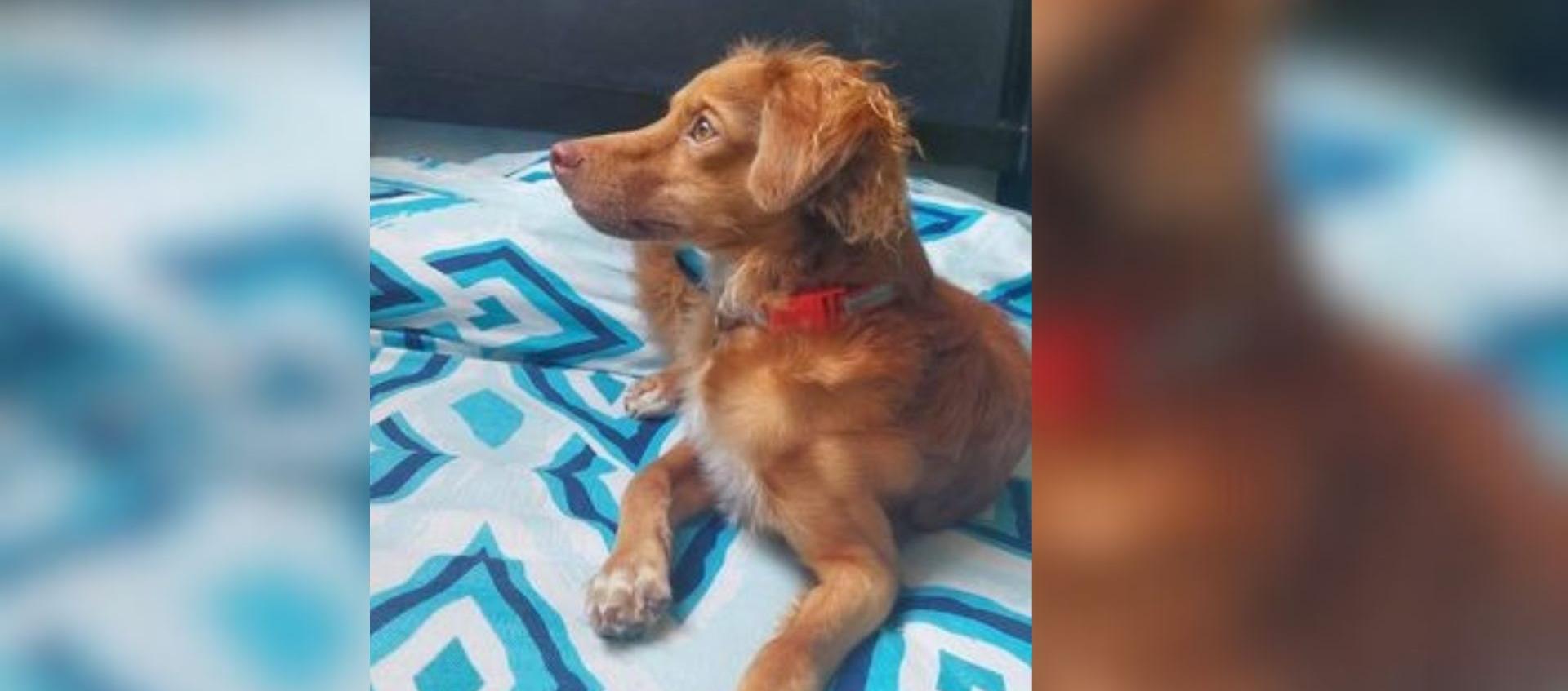 'Marley', canino extraviado. 