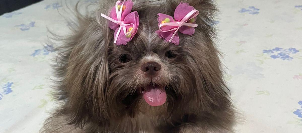 “Minnie”, mascota extraviada.