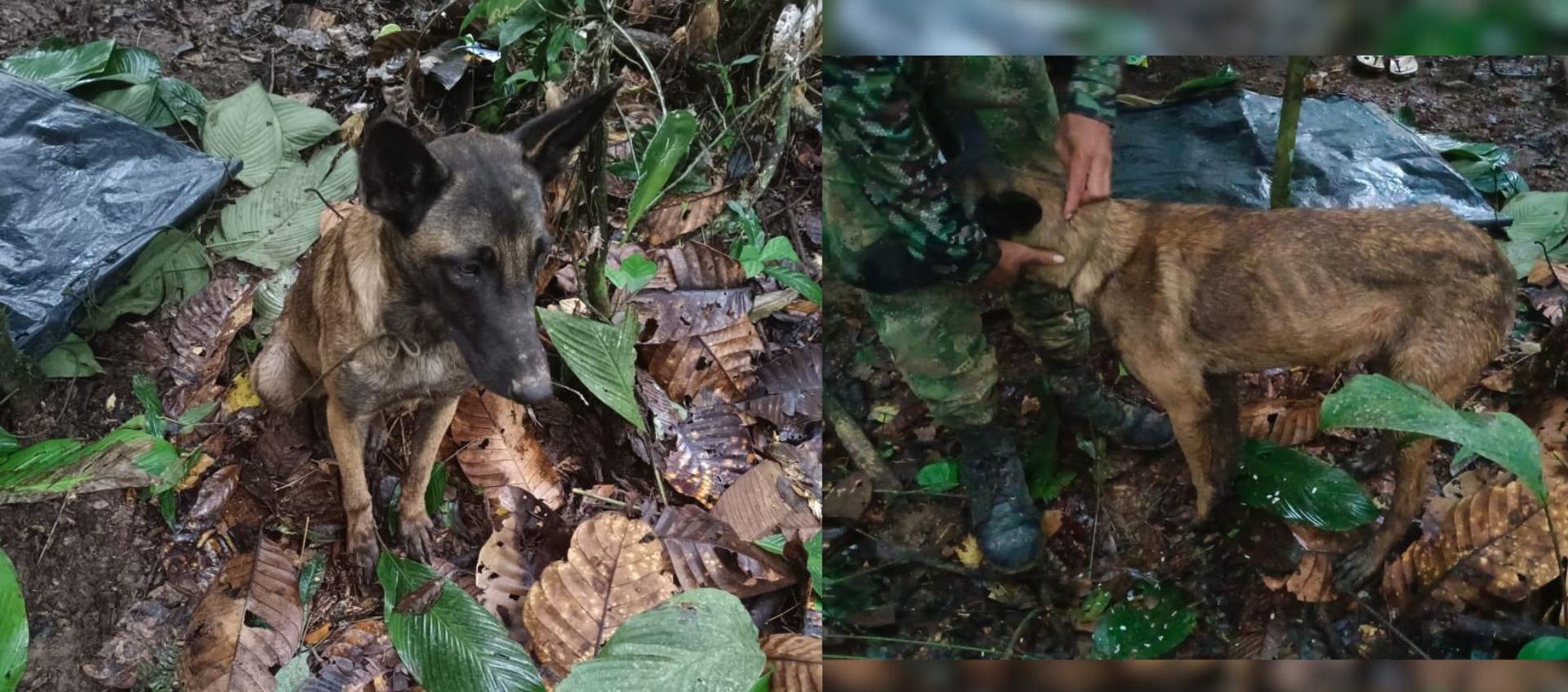 Después de realizar las pruebas, determinaron que no era 'Wilson'.