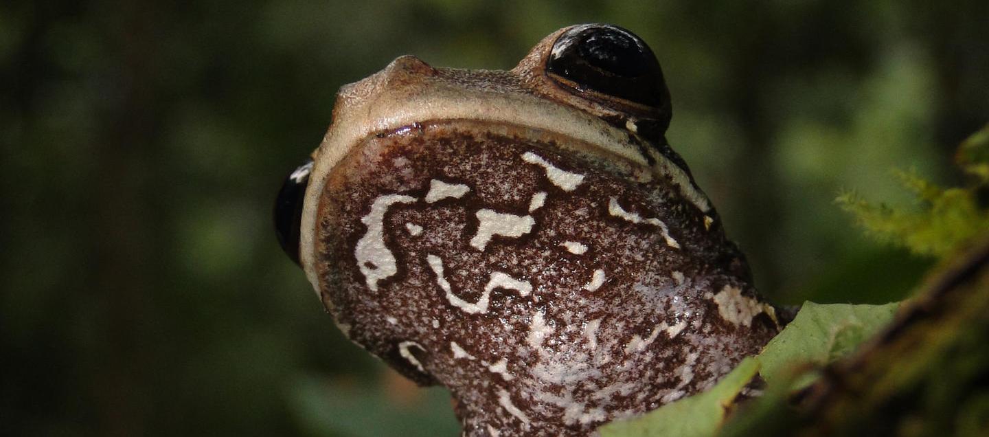 'Osteocephalus vasquezi', la nueva especie de rana.