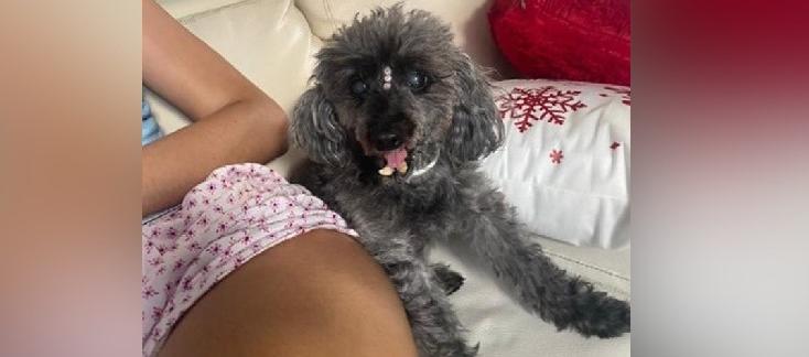 'Molly' requiere control médico