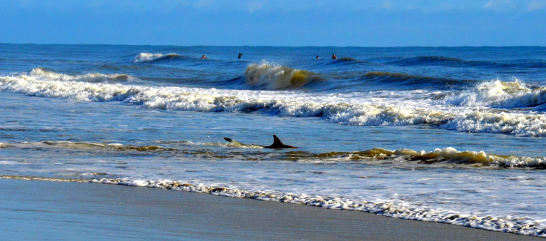Tiburón en la playa de New Smyrna Beach.