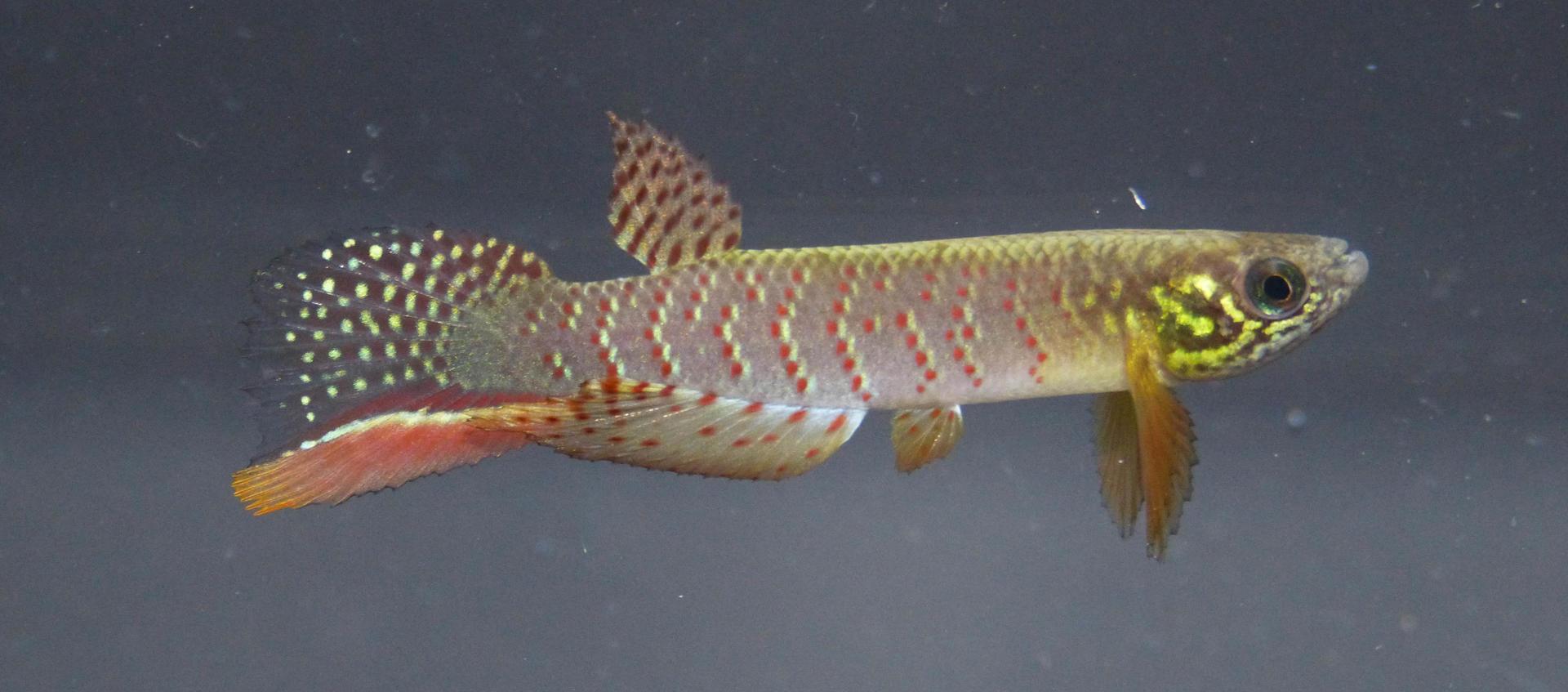 Fotografía sin fechar cedida por Heinz Arno Drawert, que muestra un pez que puede sobrevivir fuera del agua