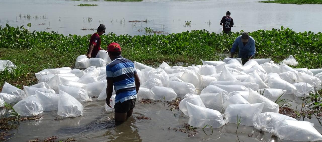 Siembra de alevinos de bocachico en 4 ciénagas de Bolívar