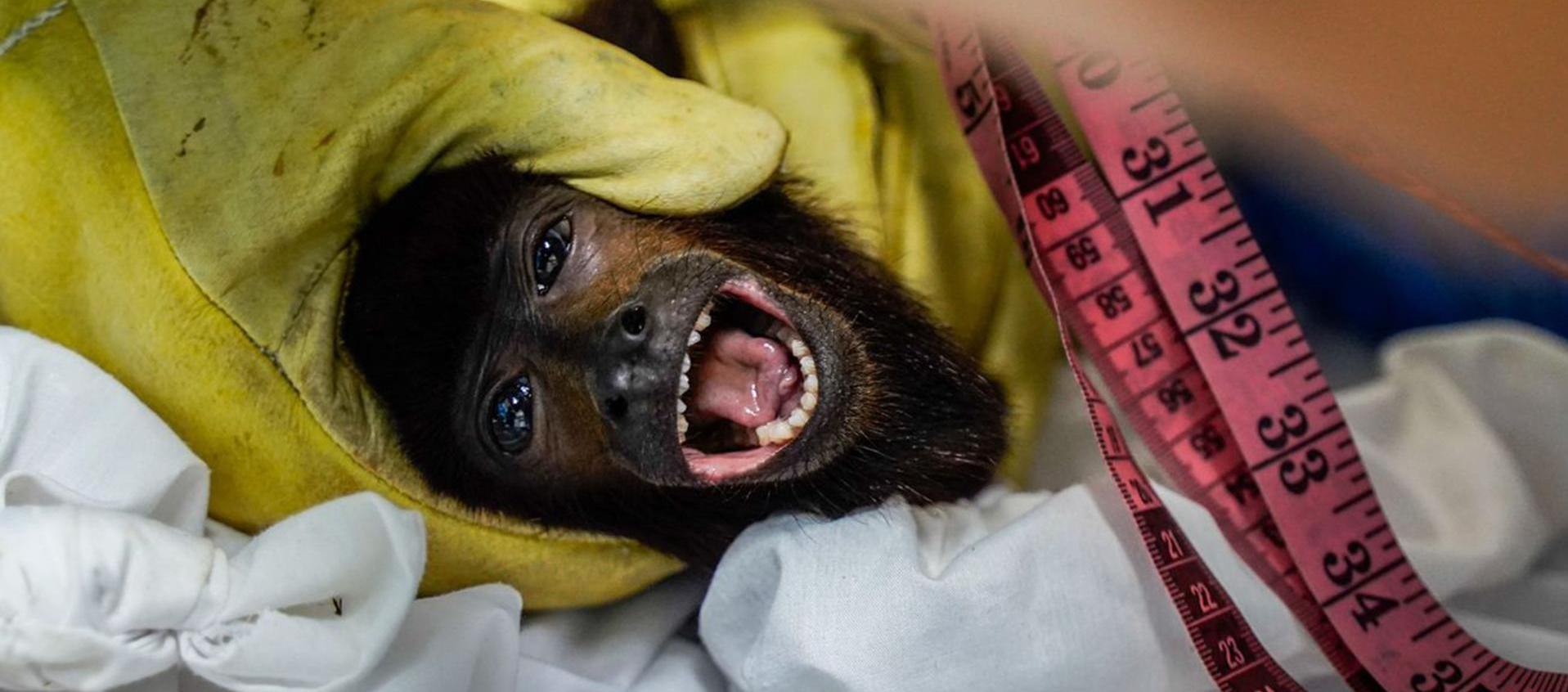 Mono aullador recibiendo atención veterinaria en San Martín, Meta.