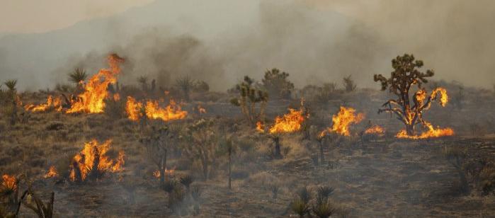 Árboles de Josué en llamas.
