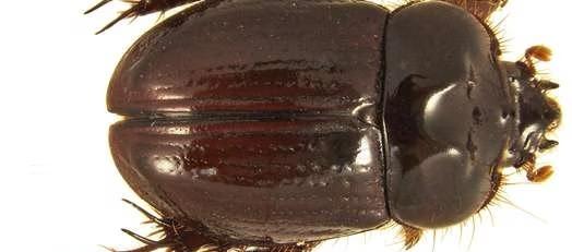 El nuevo escarabajo.