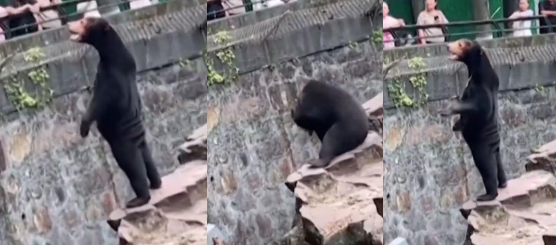 Oso saludando a los visitantes. 