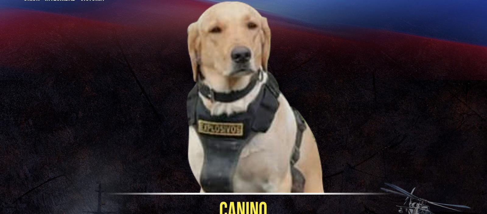 ‘Happy’, el perro labrador antiexplosivos del Ejército que murió en el atentado. 