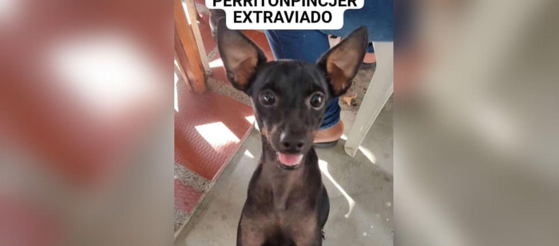 'Tin Tin', mascota extraviada. 
