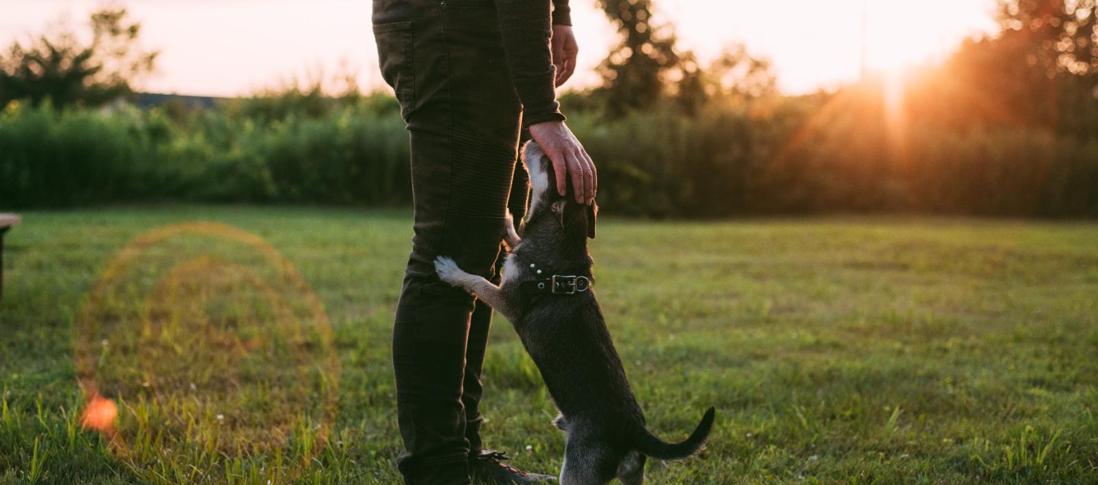 Imagen de referencia.