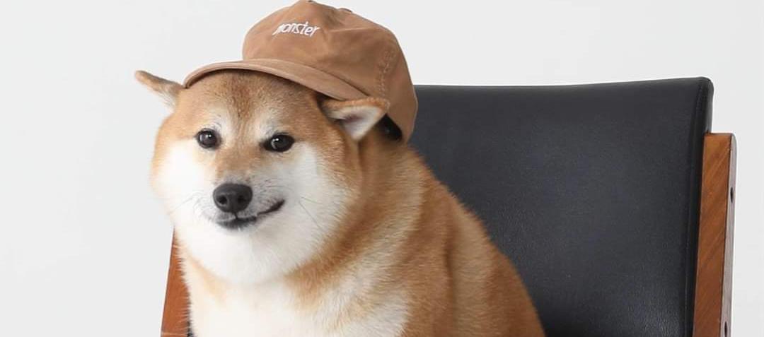 Foto estudio realizado a Cheems.