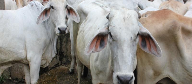 Imagen de referencia.