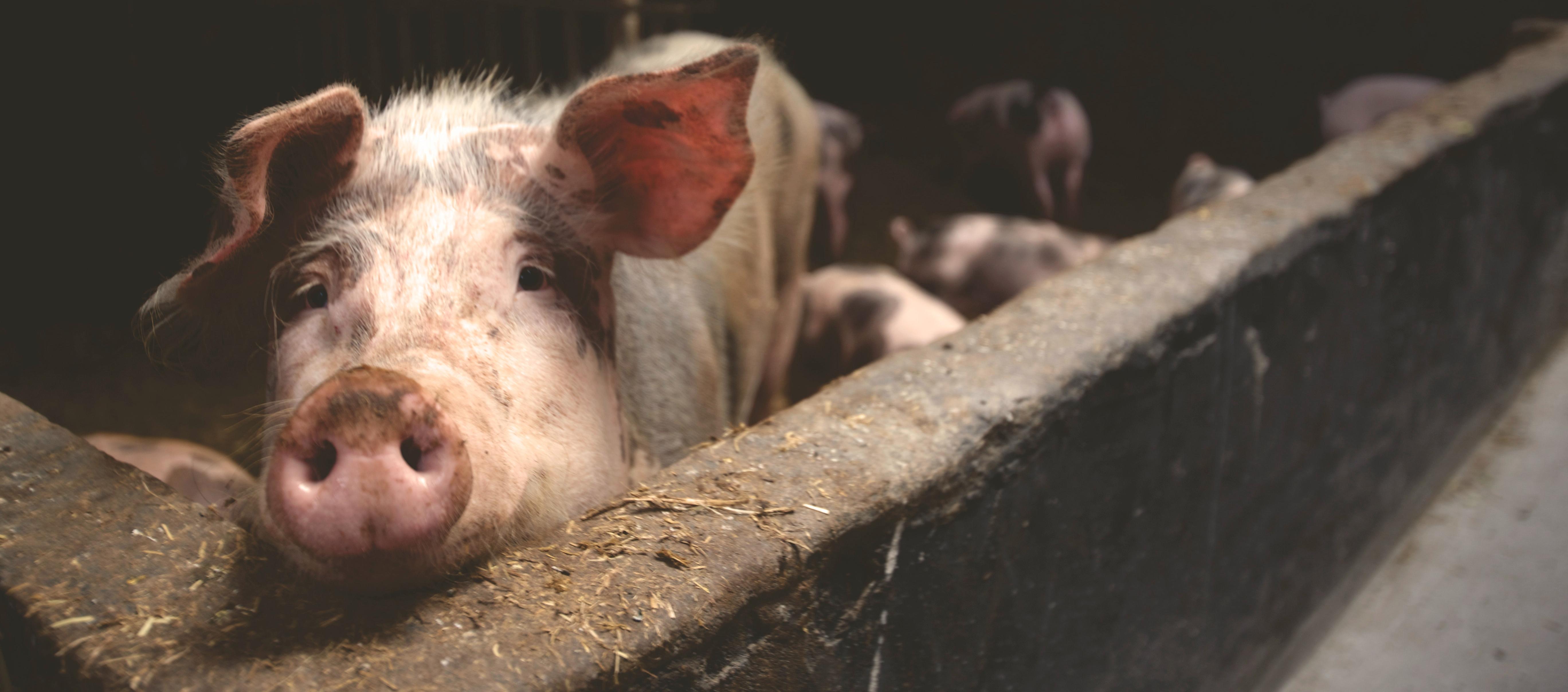 Imagen de referencia.