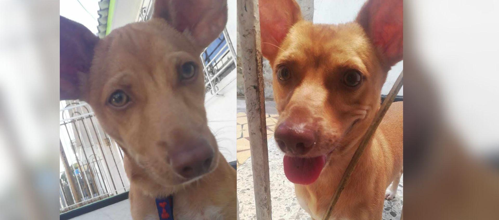 'Tom', mascota perdida.