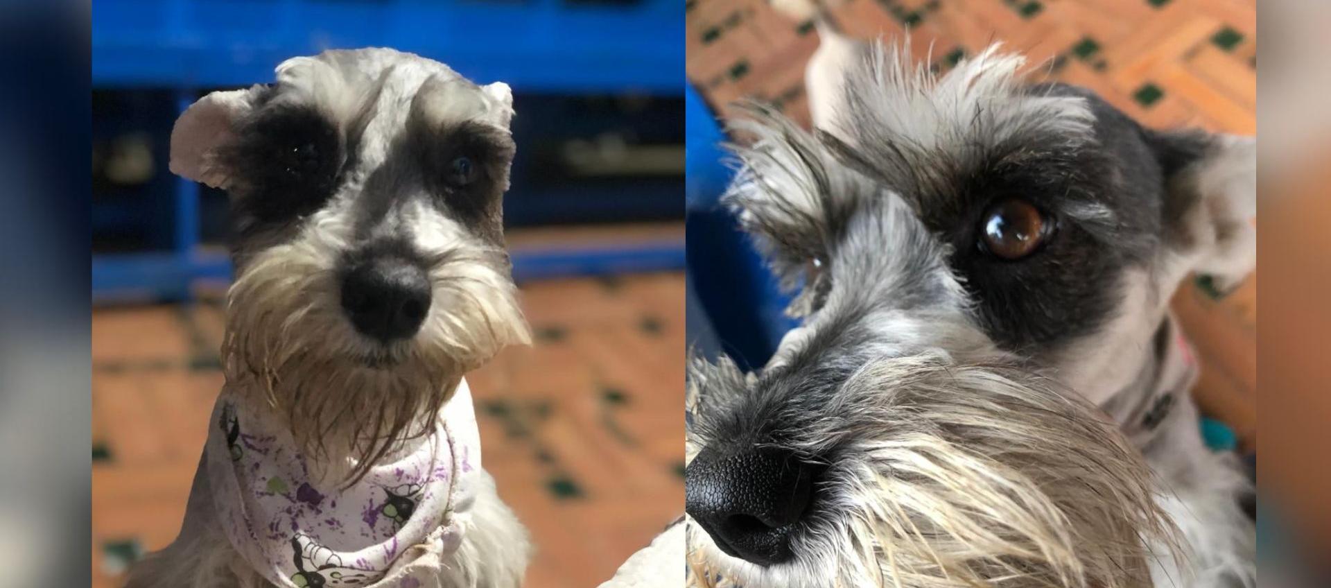 Mía', una perrita de raza Schnauzer 