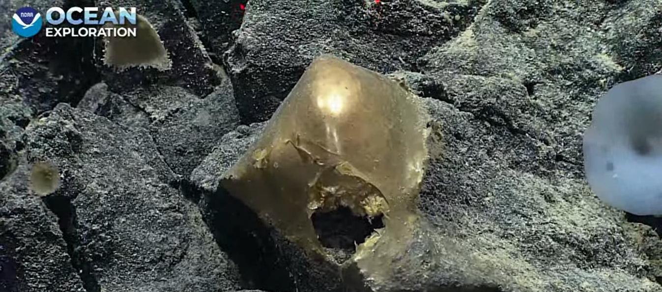 El misterioso "huevo dorado" descubierto.