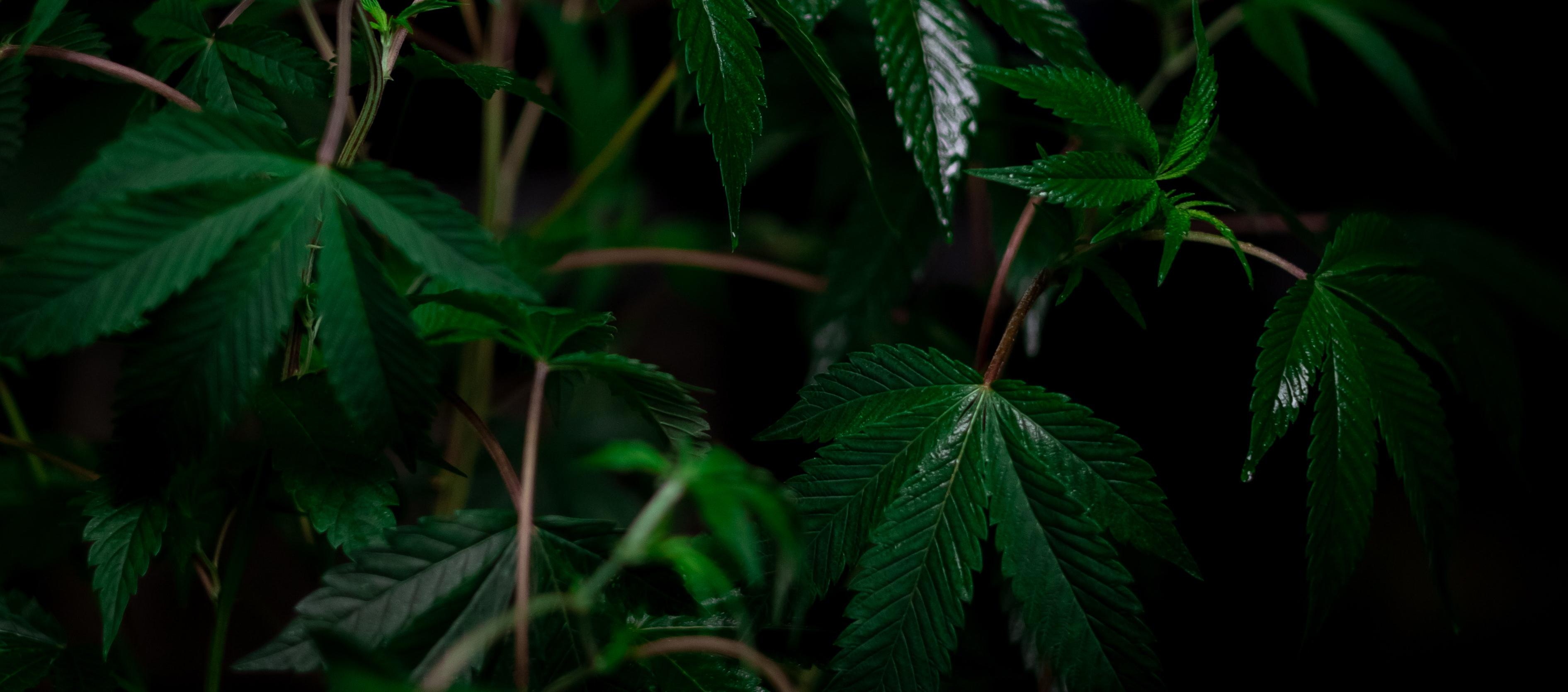 Imagen de referencia.