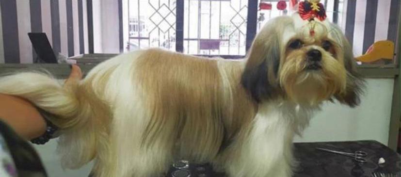 Tafeta, la mascota que anda desaparecida.