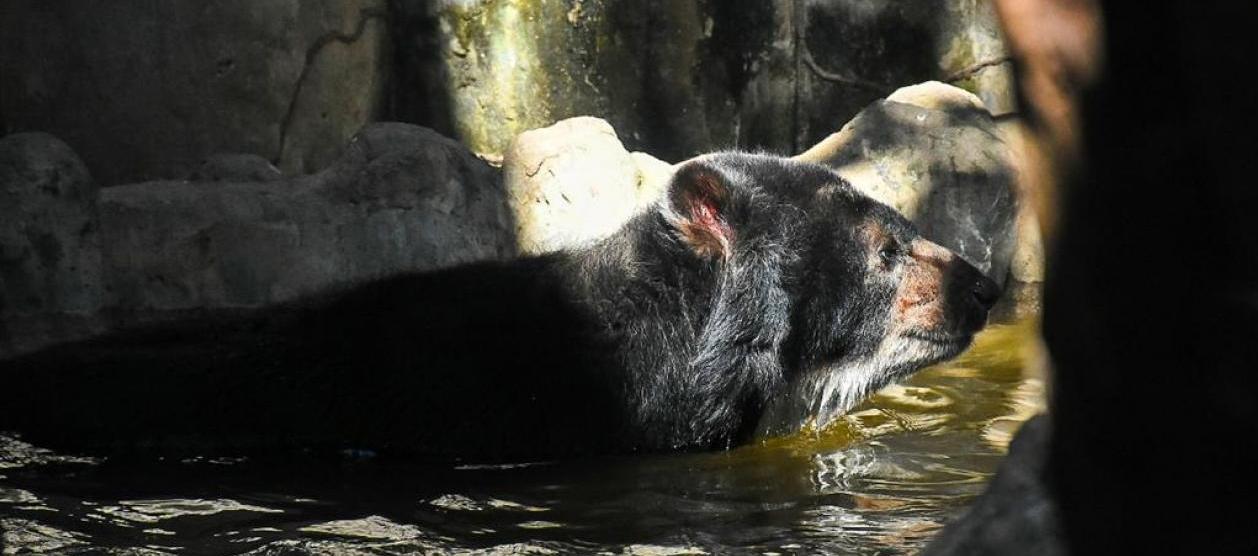 'Chucho' permanecía en el Zoológico de Barranquilla desde el 2017
